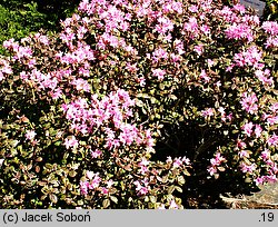 Rhododendron rigidum