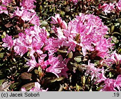 Rhododendron rigidum