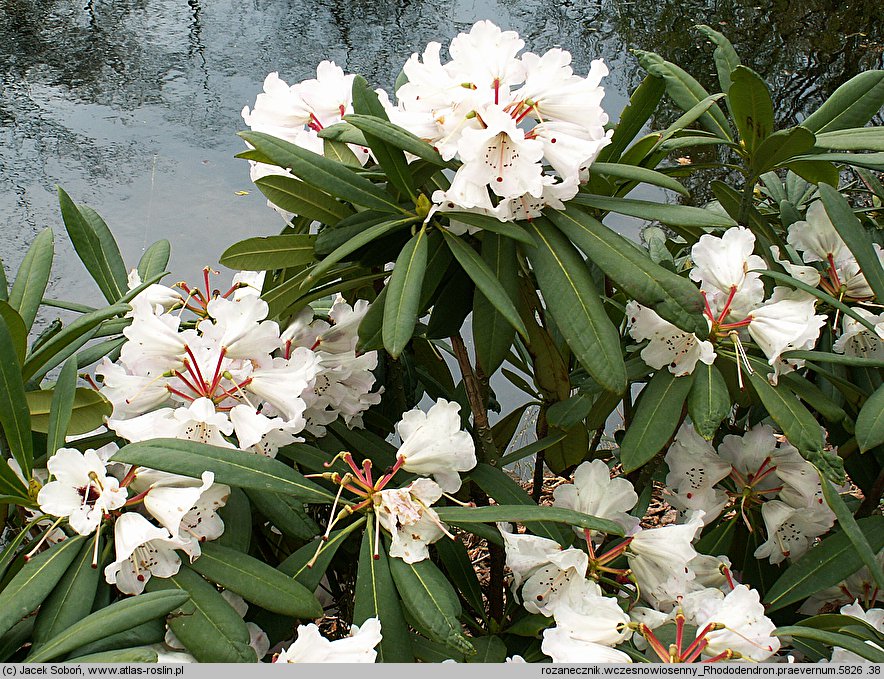 Rhododendron praevernum