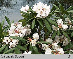 Rhododendron praevernum