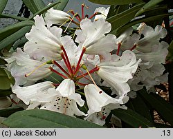 Rhododendron praevernum