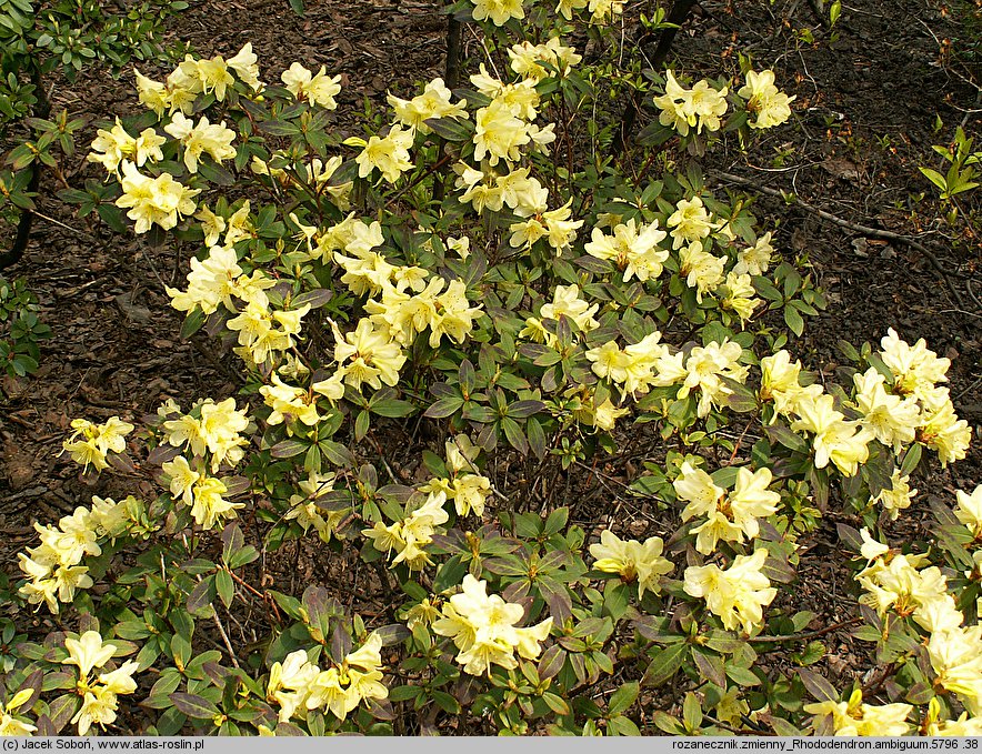 Rhododendron ambiguum