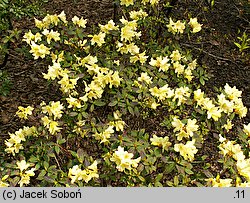 Rhododendron ambiguum