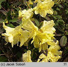 Rhododendron ambiguum