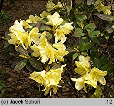 Rhododendron ambiguum