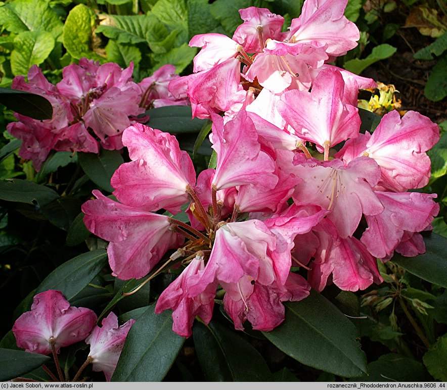 Rhododendron hort. Anuschka