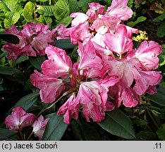 Rhododendron hort. Anuschka