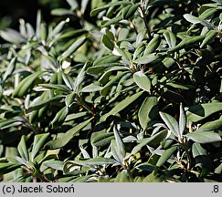 Rhododendron Bashful