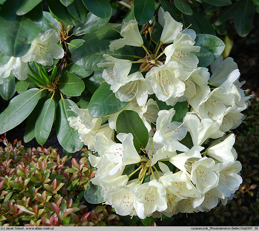 Rhododendron Bellini