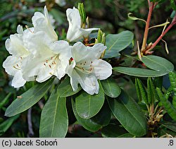 Rhododendron Bellini