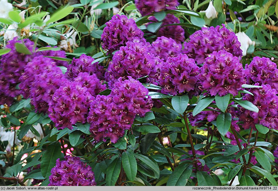 Rhododendron Bohumil Kavka