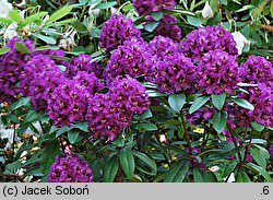 Rhododendron hort. Bohumil Kavka