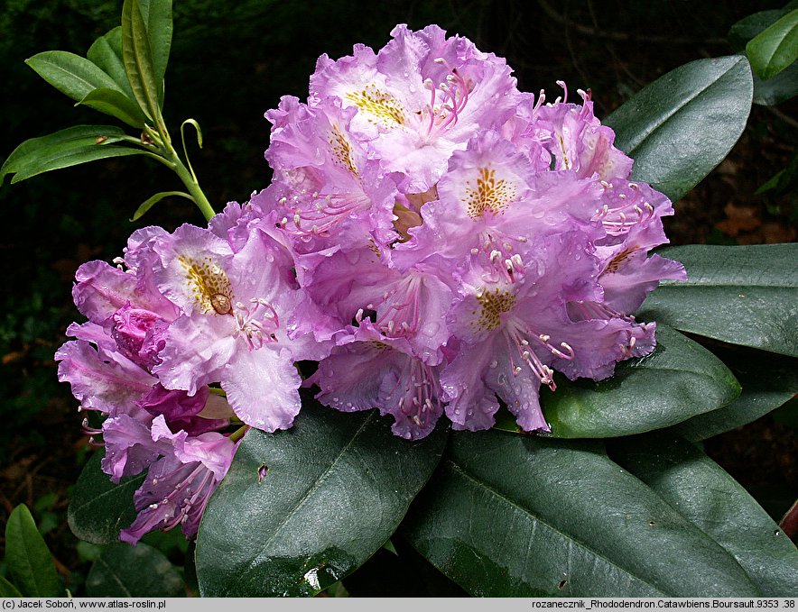 Rhododendron Catawbiense Boursault