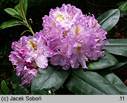 Rhododendron Catawbiense Boursault