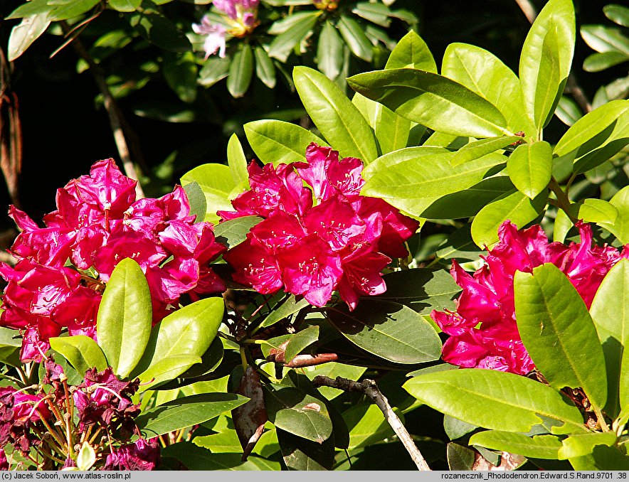 Rhododendron hort. Edward S. Rand