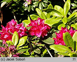 Rhododendron hort. Edward S. Rand