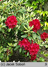 Rhododendron hort. Erato