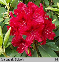 Rhododendron hort. Erato