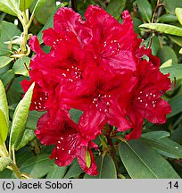 Rhododendron Erato