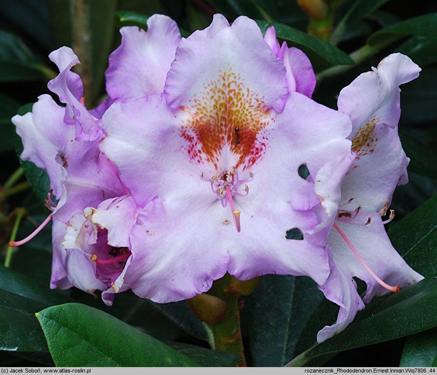 Rhododendron hort. Ernest Inman
