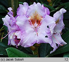 Rhododendron hort. Ernest Inman
