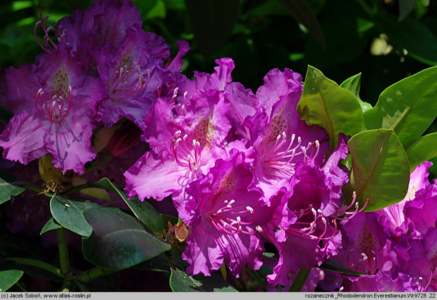 Rhododendron hort. Everestianum