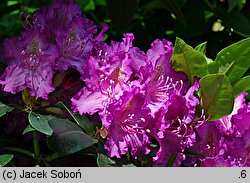 Rhododendron hort. Everestianum