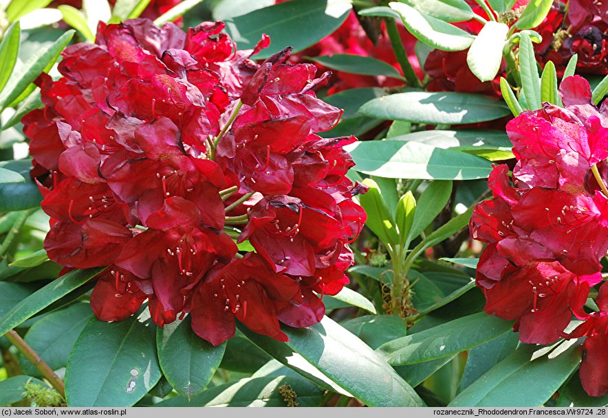 Rhododendron Francesca