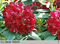 Rhododendron hort. Francesca
