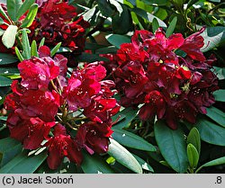 Rhododendron Francesca