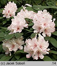 Rhododendron hort. Gloriosum
