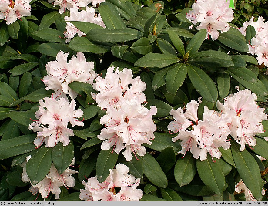 Rhododendron hort. Gloriosum