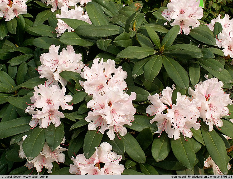 Rhododendron Gloriosum