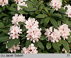 Rhododendron Gloriosum