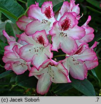 Rhododendron hort. Hachmann's Charmant