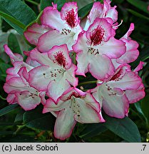 Rhododendron Hachmann's Charmant