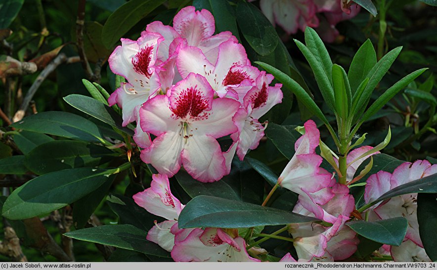 Rhododendron hort. Hachmann's Charmant