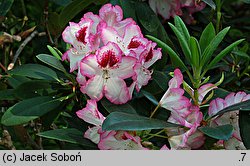 Rhododendron hort. Hachmann's Charmant