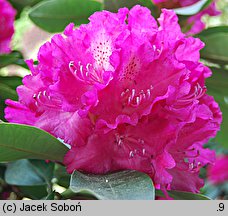 Rhododendron Holbein