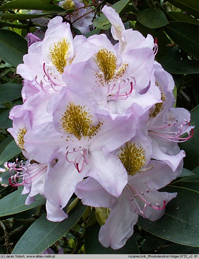 Rhododendron hort. Holger