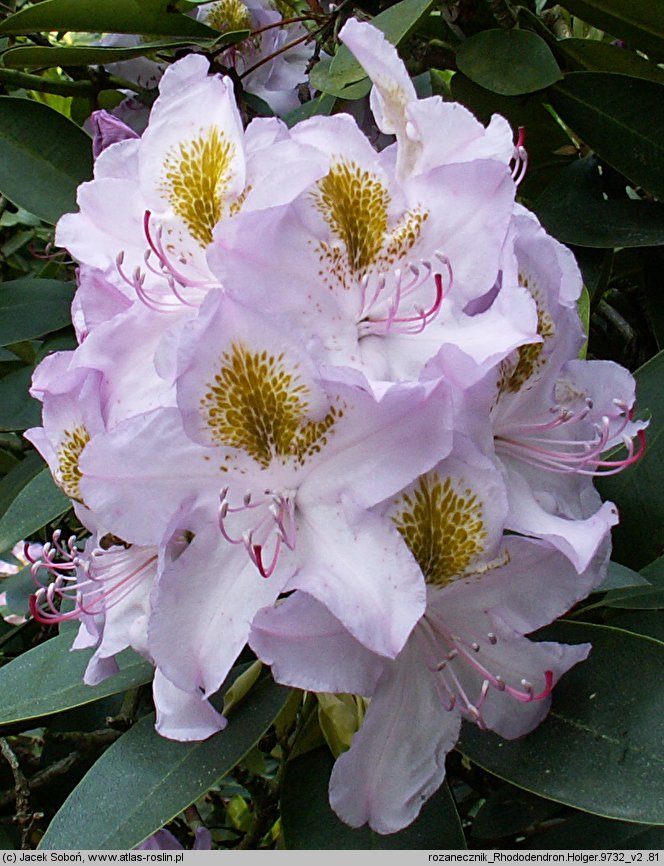 Rhododendron Holger