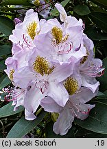 Rhododendron hort. Holger