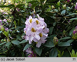 Rhododendron hort. Holger