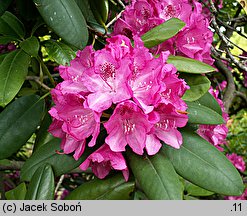 Rhododendron Ignatius Sargent