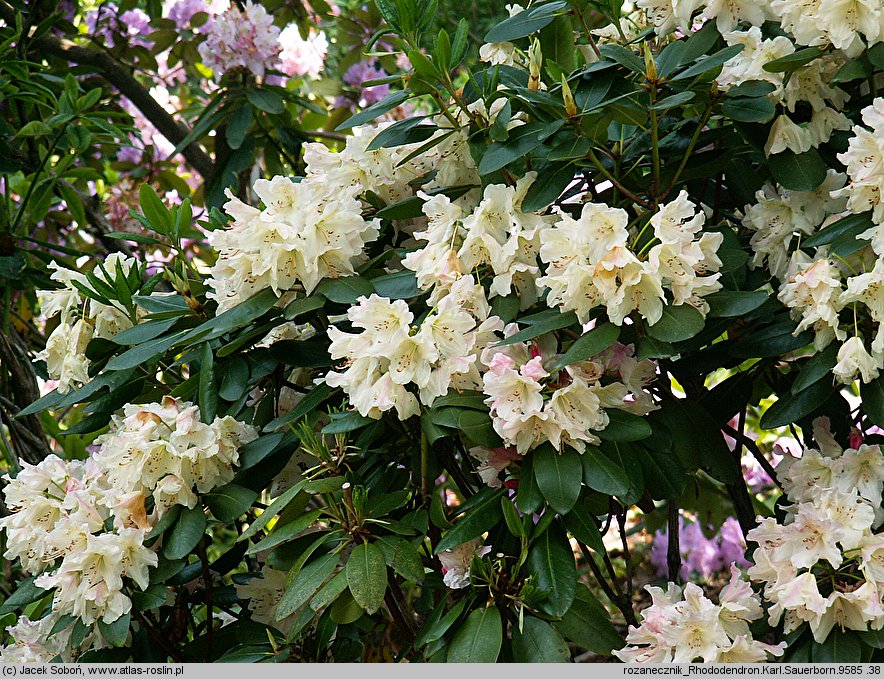 Rhododendron hort. Karl Sauerborn