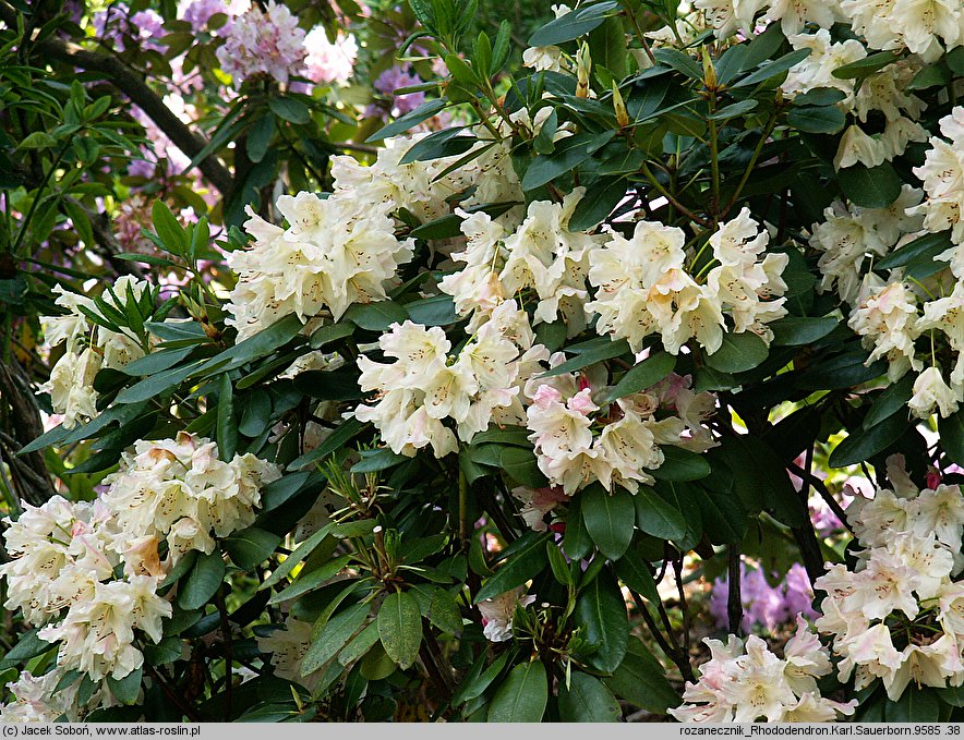 Rhododendron Karl Sauerborn