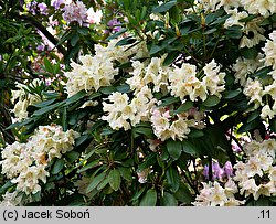 Rhododendron hort. Karl Sauerborn