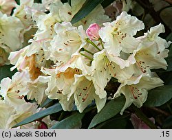 Rhododendron hort. Karl Sauerborn