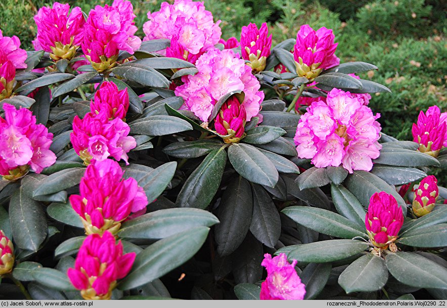 Rhododendron hort. Polaris