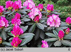 Rhododendron hort. Polaris